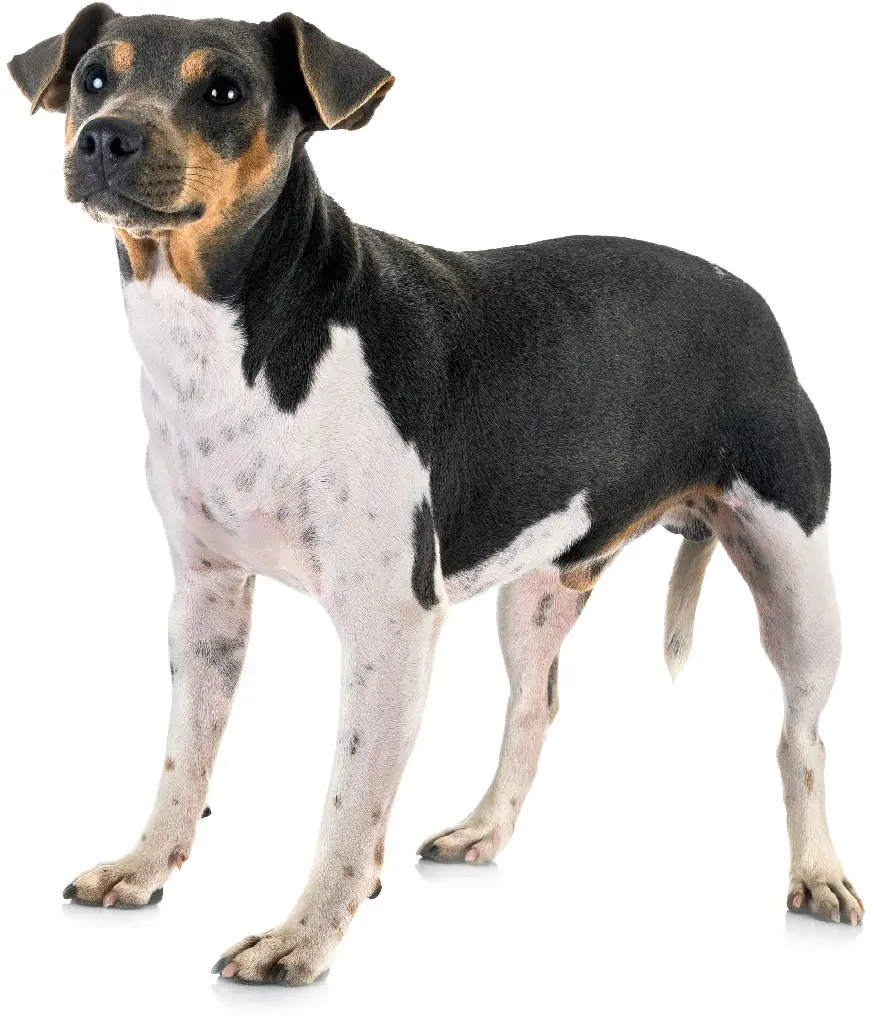 A purebreed Brazilian Terrier are highly trainable and excellent family dogs