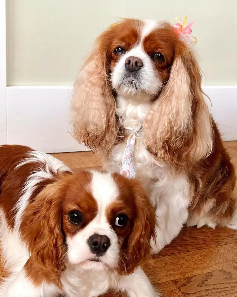 Penny and Pippin the Cavalier King Charles Spaniels