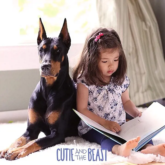 Doberman Pinscher and a little girl are the popular duo on Instagram as Cutie and the beast