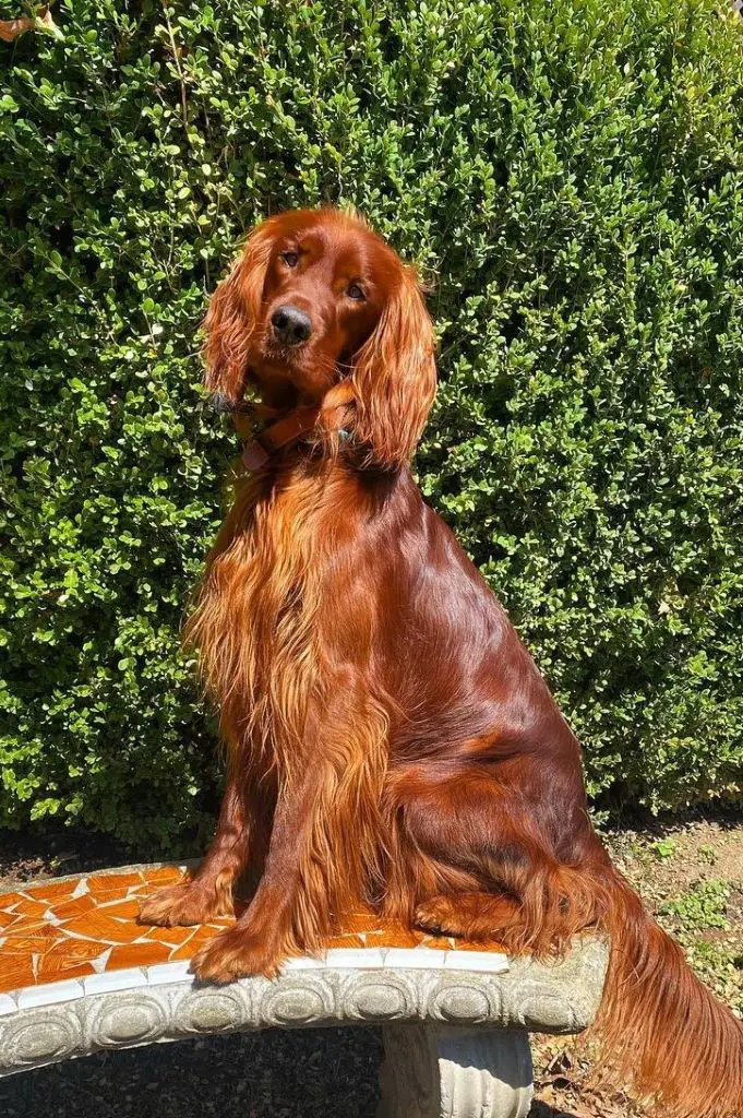 Red coated Irish Setter dog sitting over a cemented bench