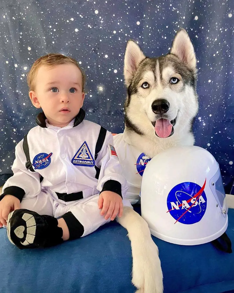 Siberian Husky with its pal, the baby boy