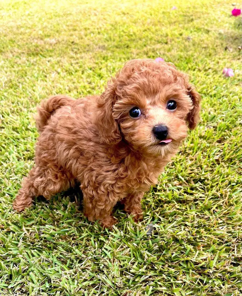 A cute brown toy poodle named Lani in the garden