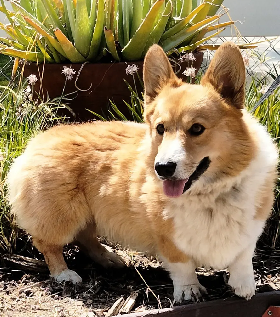 A light brown Welsh Corgi besides the bushes