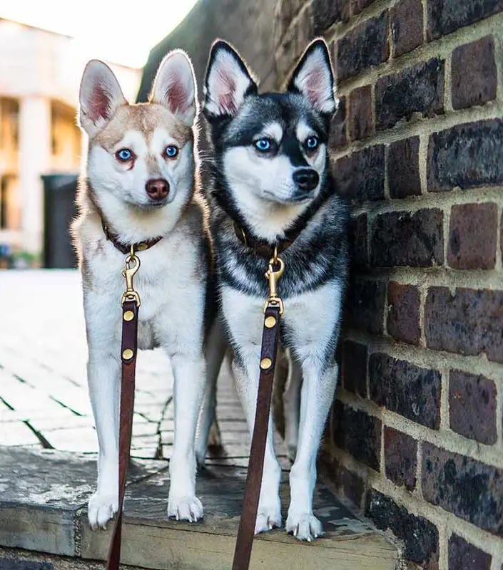 Alaskan Klee Kai siblings with different colors of fur