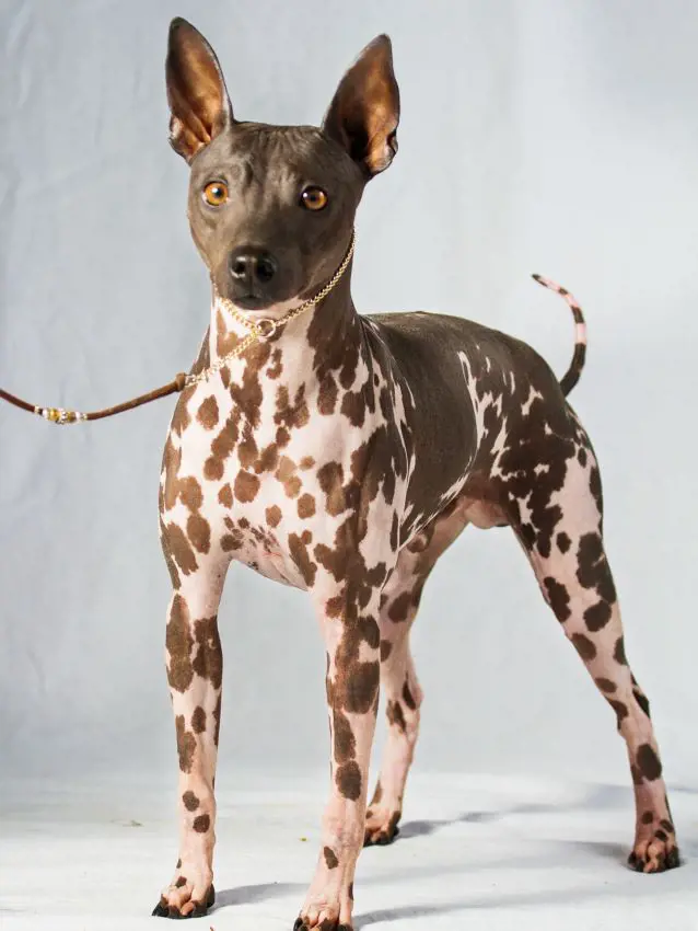 American Hairless Terrier with brown and white spots