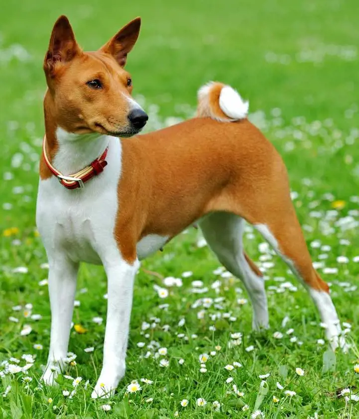 Basenji dog walking across a daisy field