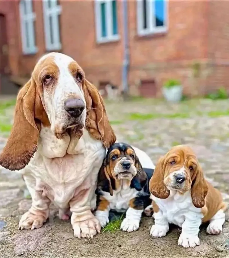 Basset Hound dog with her two puppies