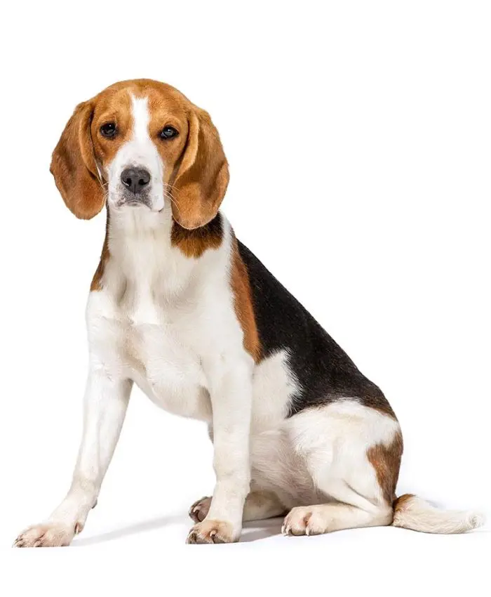 Fully-grown Beagle dog with a mixed brown, black, and white coat of fur