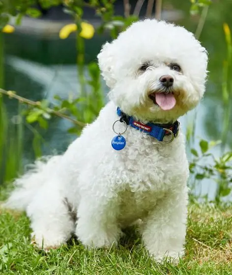 Cute Bichon Frise walking around a swamp