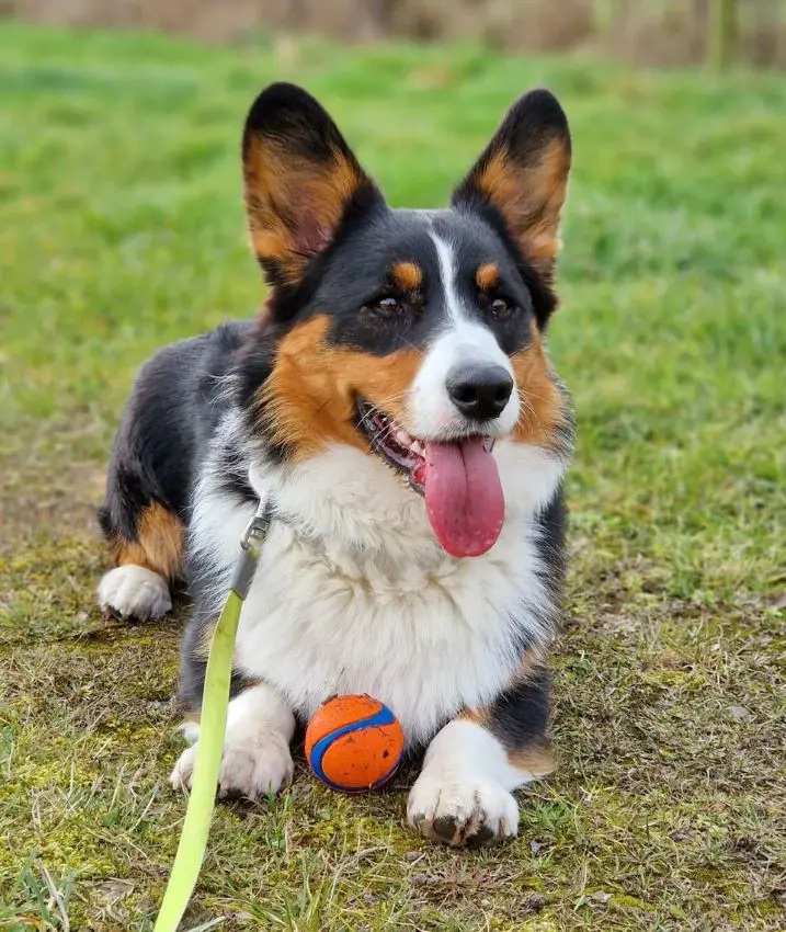 Cardigan Welsh Corgi playing fetch with a ball