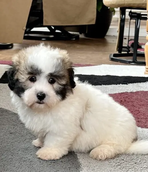 Coton De Tulear puppy living with a family in Indiana