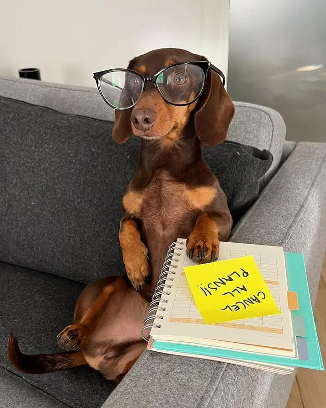 Dachshund looking adorable with glasses