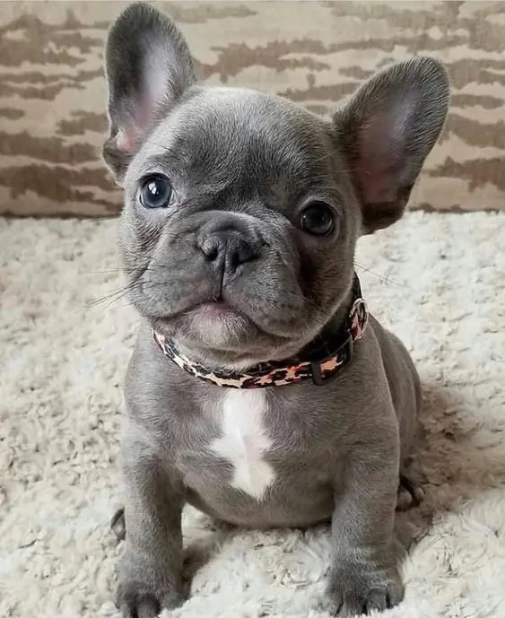 Adorable French Bulldog puppy with grey fur