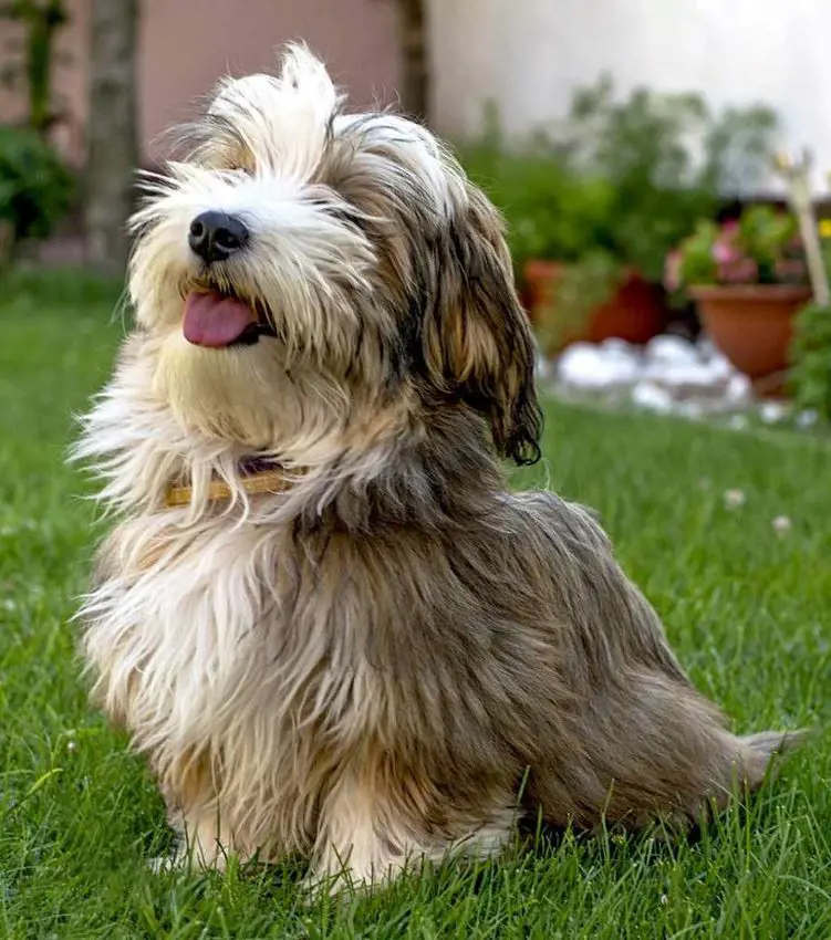 Furry Havanese dog enjoying fresh air outdoors