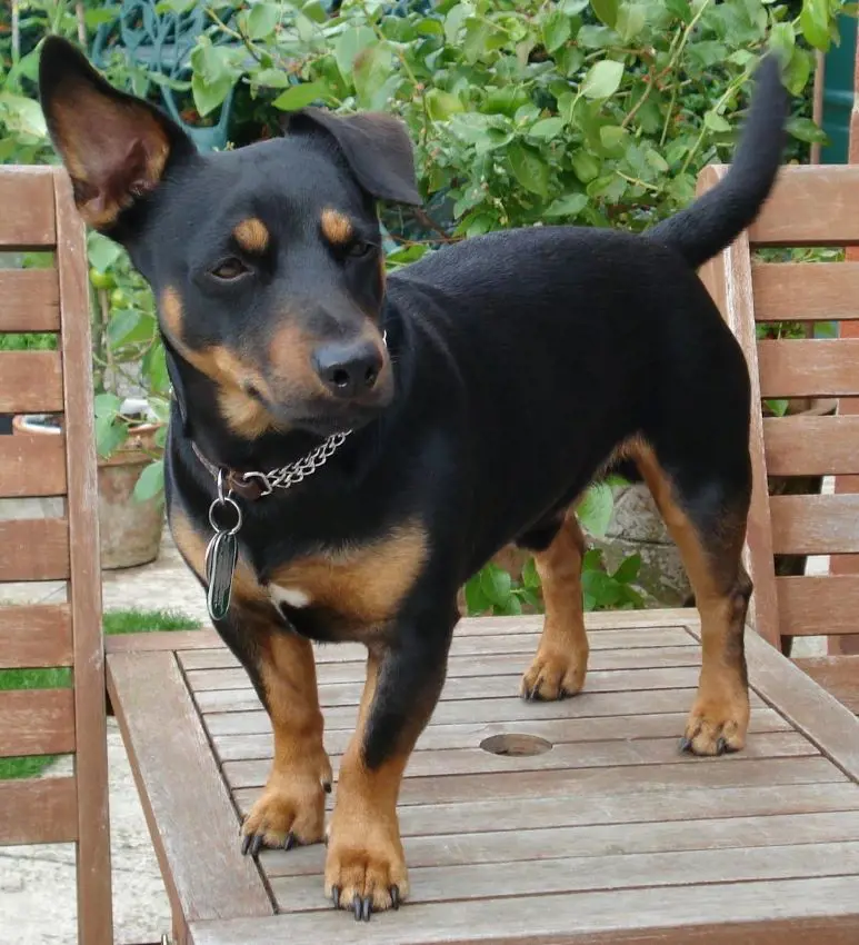 Lancashire Heeler with black fur and brown spots