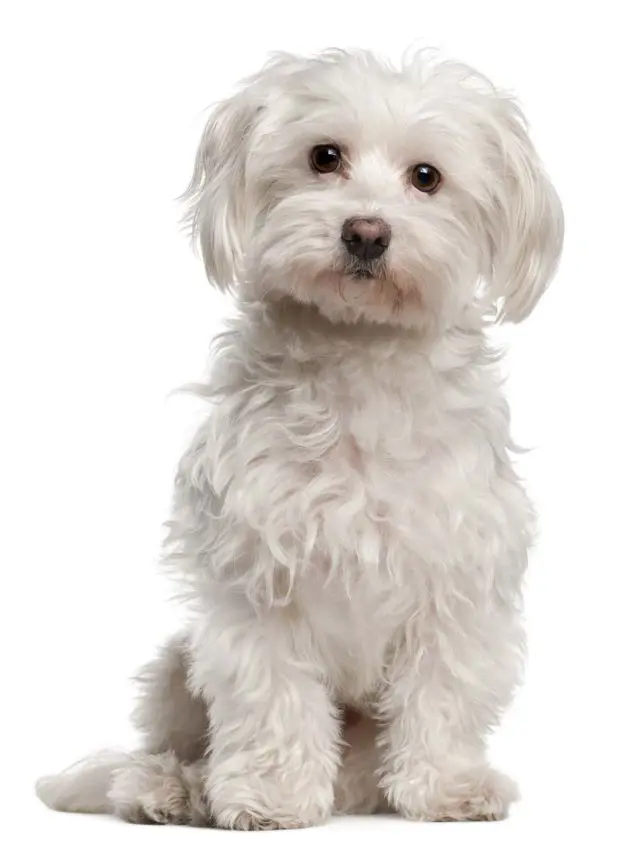 Pure-bred Maltese dog with fluffy fur