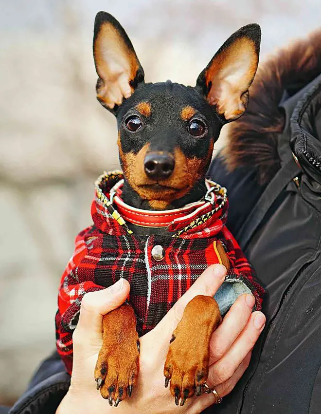 Miniature Pinscher dressed up in a red plaid jacket