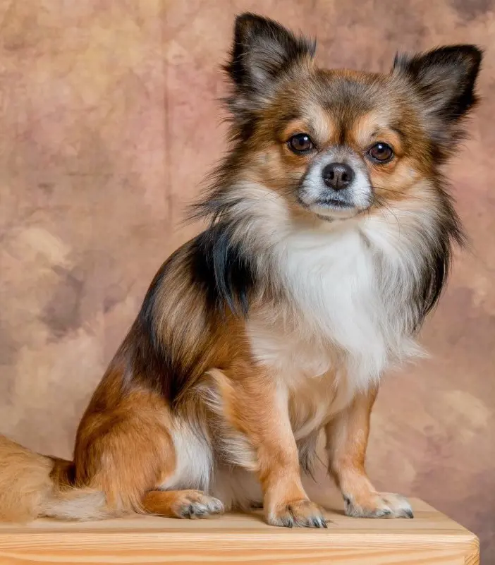 Papillon dog flaunting its brown, black, and white coat