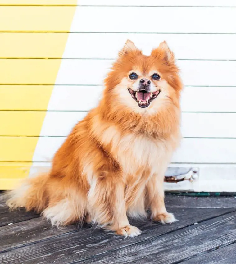 Pomeranian dog showing off its sharp canine teeth