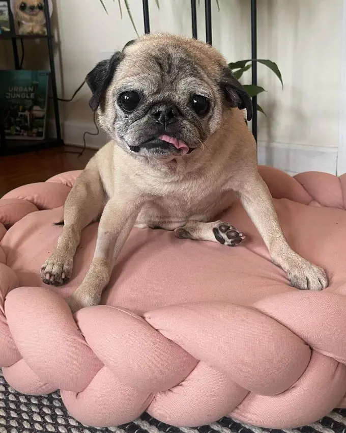 Pug named Noodle resting on it custom-made bed