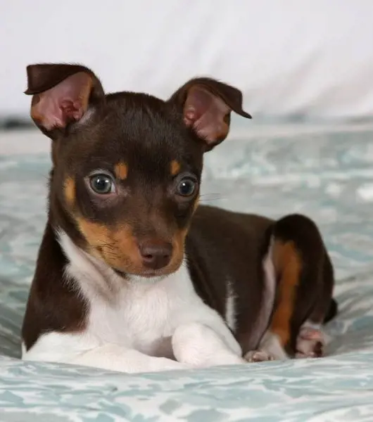 Rat Terrier puppy with green eyes and mixed brown-white fur