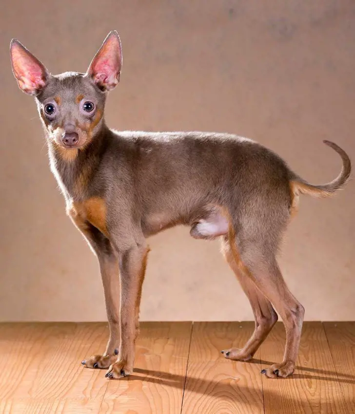 Adult Russian Toy dog with dark brown fur