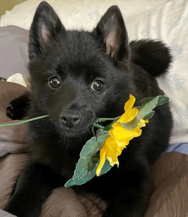 Schipperke dog holding a flower in its mouth