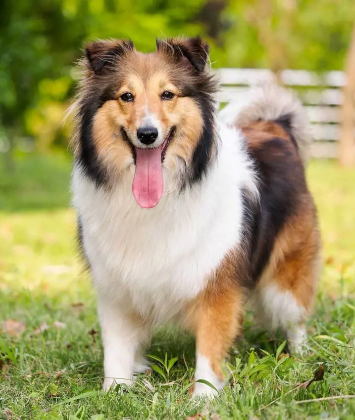 Cheerful Shetland Sheepdog playing outdoors