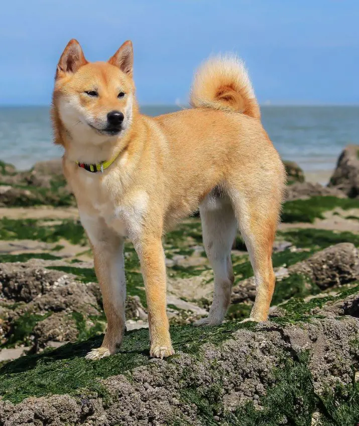 Shiba Inu dog takes a walk at a rocky beach