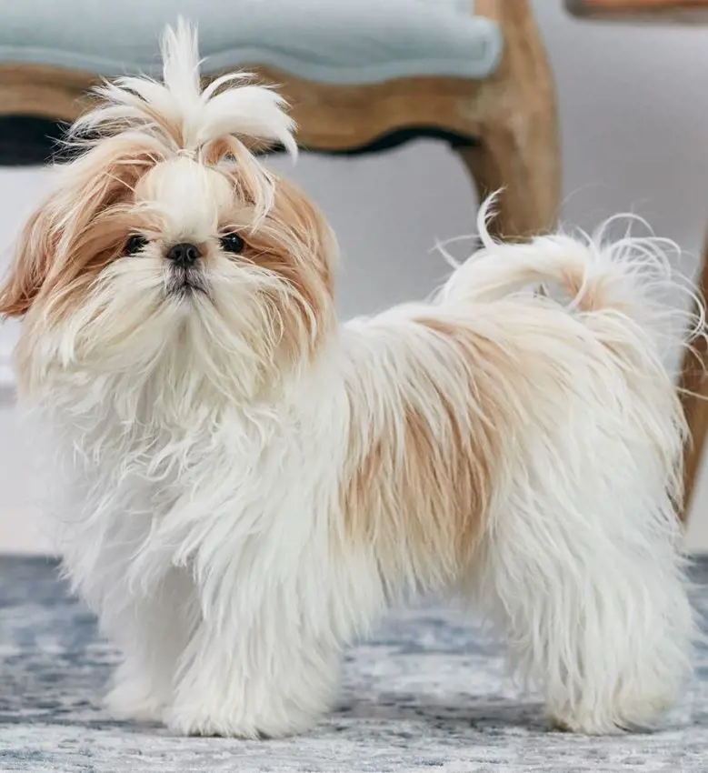 Furry Shih Tzu dog with white and brown hair