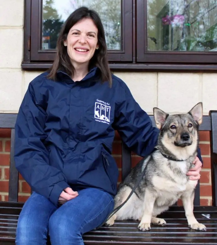 Swedish Vallhund sharing company with its owner