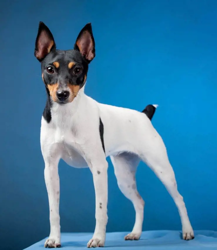 Fully-grown Toy Fox Terrier with white hair and black spots