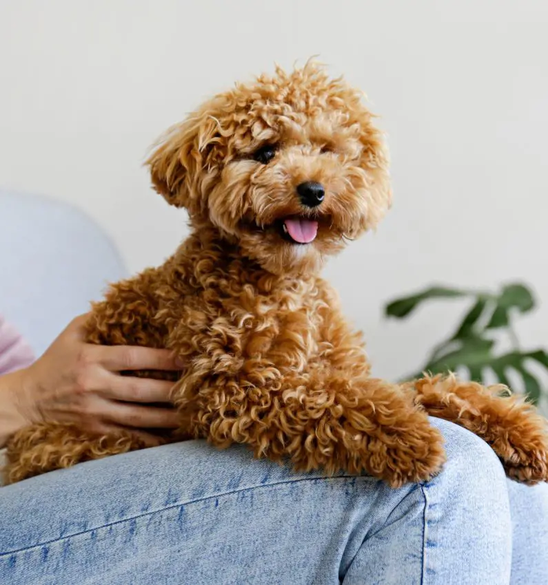 Toy Poodle sitting comfortably in its owner's lap