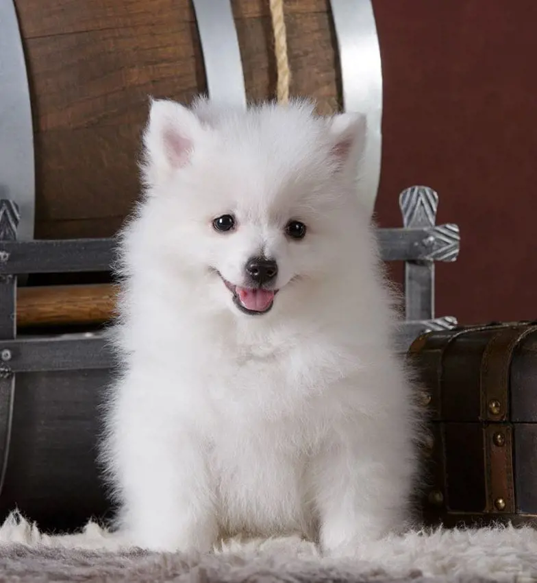 Cute Volpino Italiano puppy with white fur