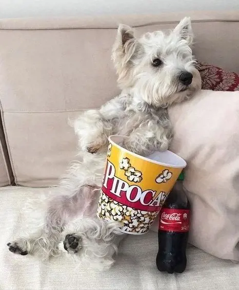 West Highland White Terrier Munching on pop corn and coke