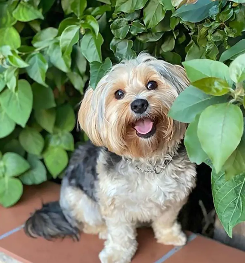 Adorable Yorkshire Terrier playing with leaves