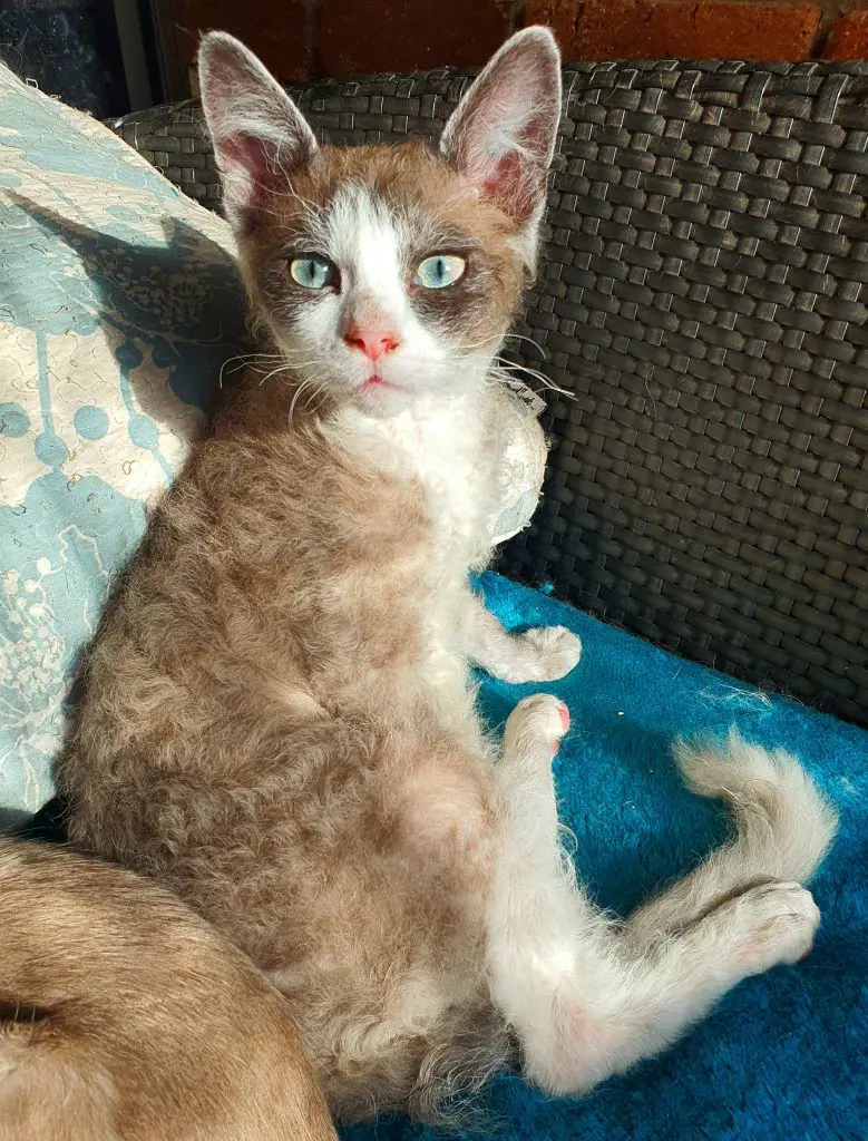 Curly-haired LaPerm cat resting indoors