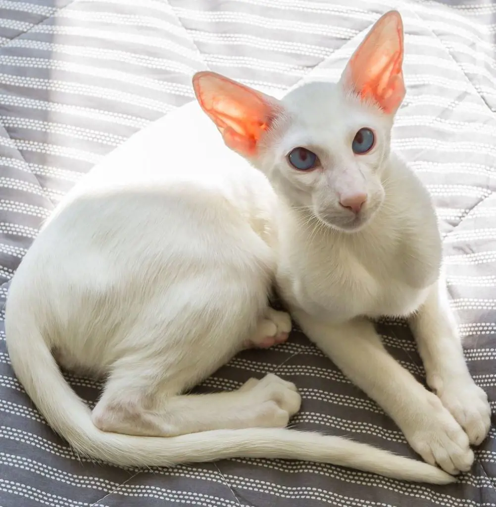 Domestic Oriental Shorthair cat resting indoor