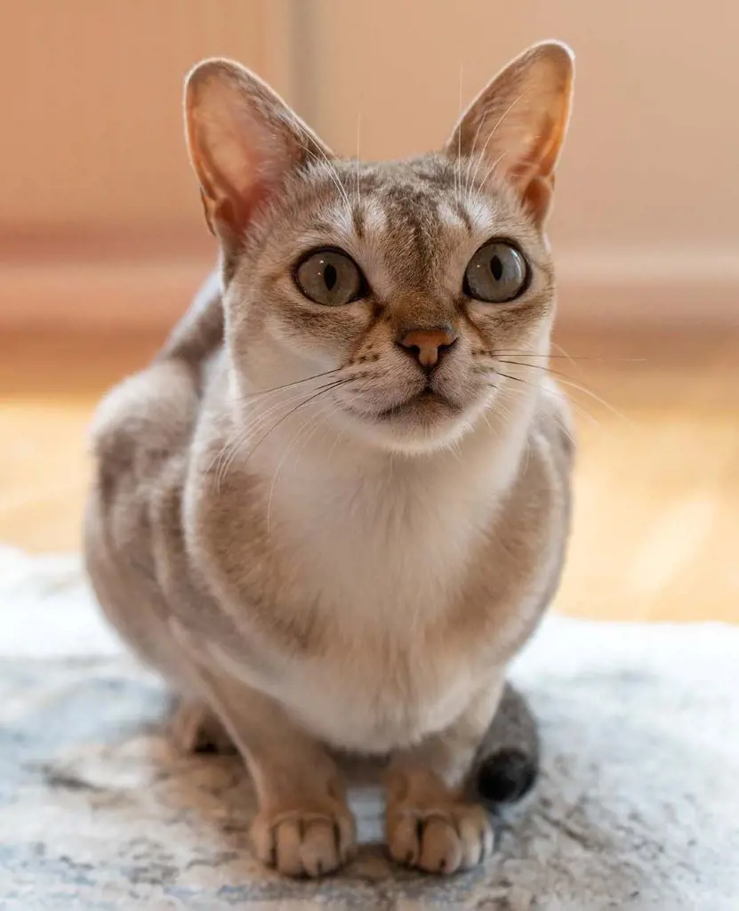 Adorable Singapura being raised indoors