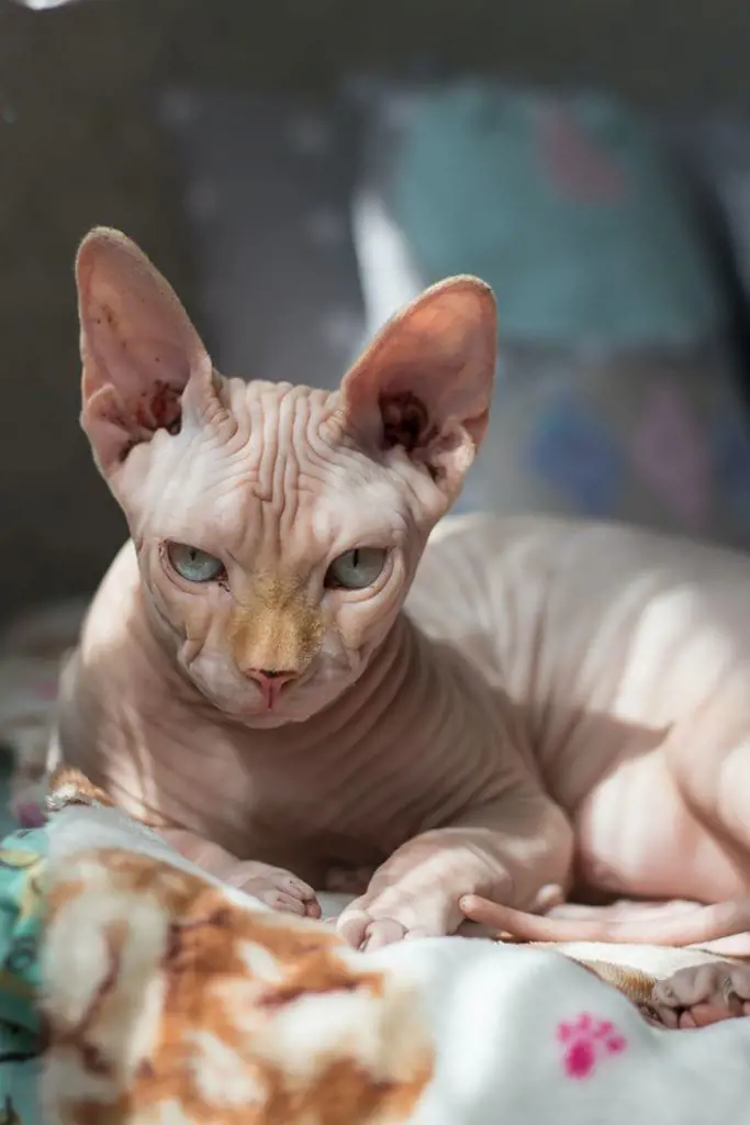 An indoor Sphynx cat enjoying sunlight