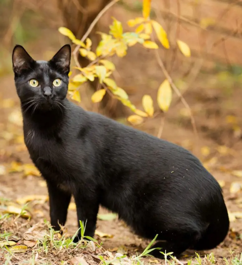 Black cat pictured outside of its owner's home