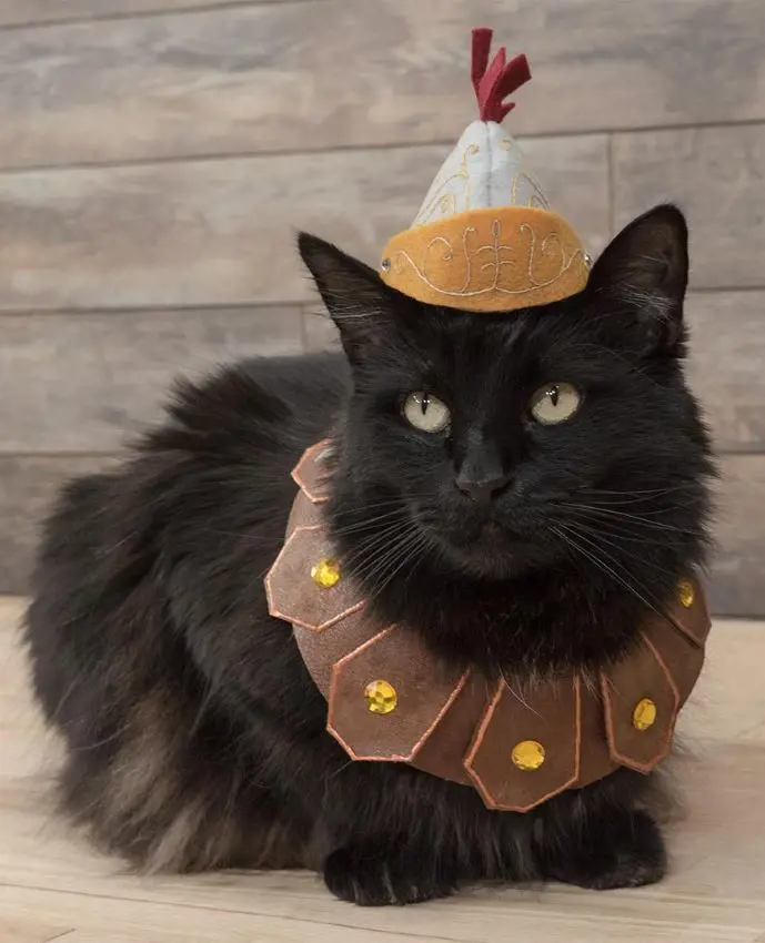 Cat dressed up in a traditional Greek attire