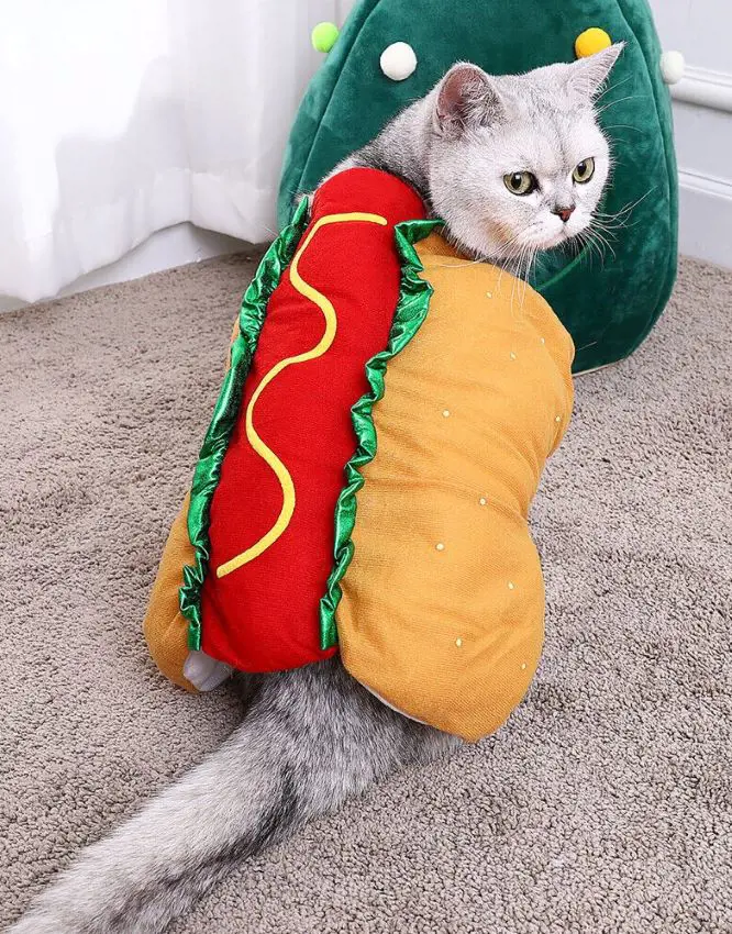 Cat dressed as a hamburger for Halloween