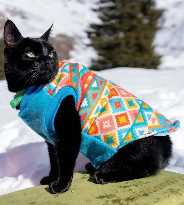 Black cat beating the cold weather in a traditional Indian outfit