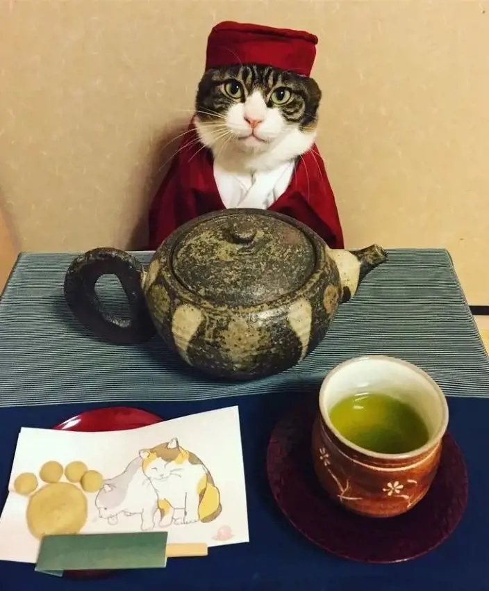 Cat wearing a typical Japanese chef dress