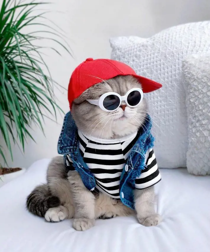 Cute cat looking adorable in a hipster outfit