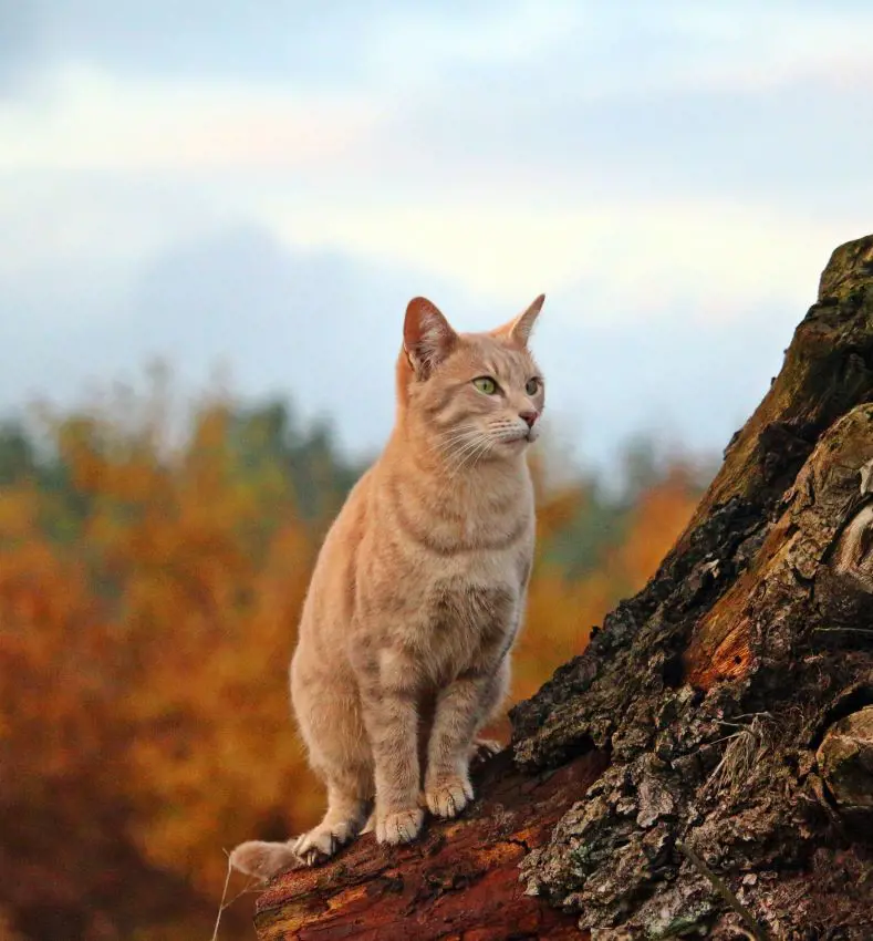 A ginger cat watching the beauty of nature