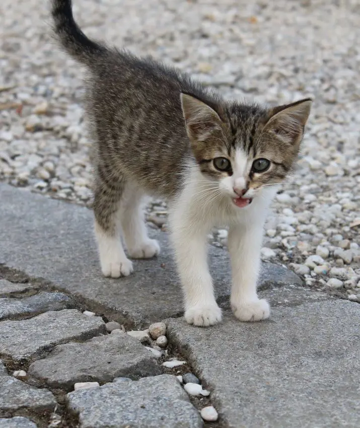 Adorable baby kitten walking a paved street