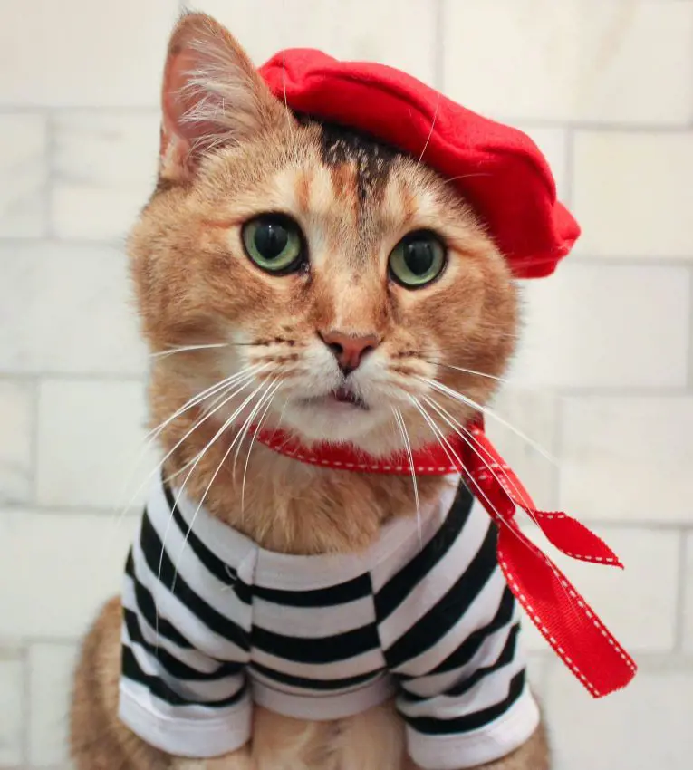 Adorable cat dressed up in a typical French outfit