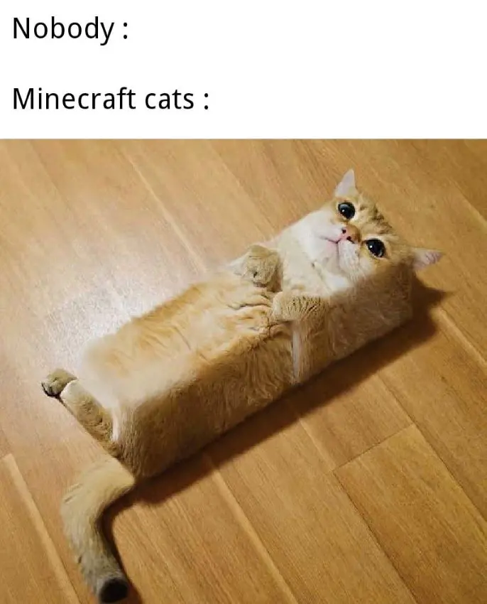 Meme showing how a Minecraft cat would look like in real life